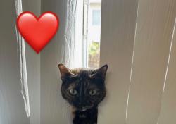Reunited Female Cat last seen Near Arroyo Ln, Norwalk, CA 90650, USA, Norwalk, CA 90650