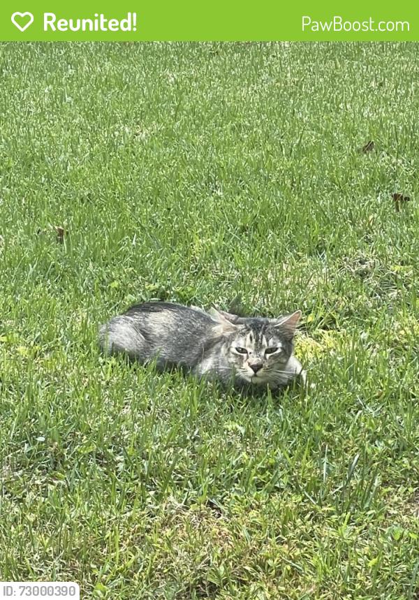 Reunited Unknown Cat last seen Sandringham , Raleigh, NC 27613