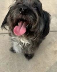 Lost Female Dog last seen Eisenhower Wisteria Hill, San Antonio, TX 78218, San Antonio, TX 78218