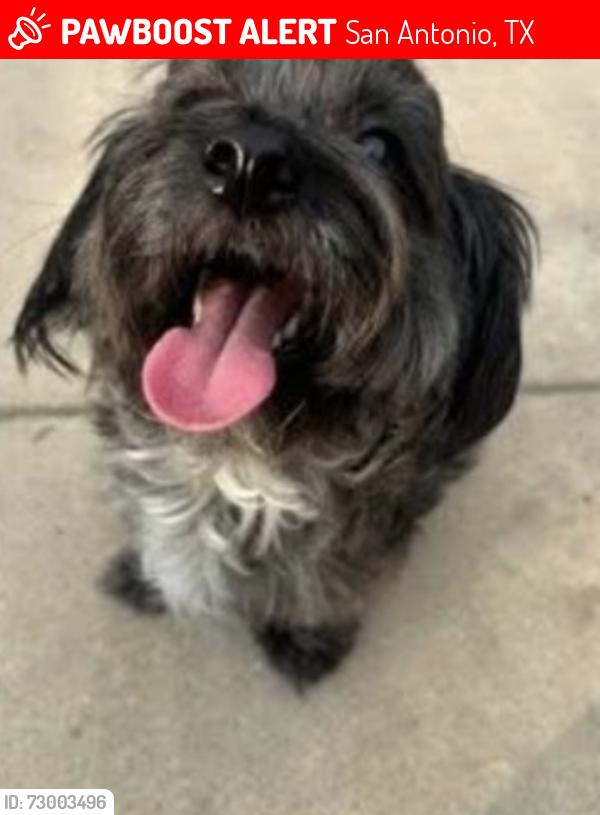 Lost Female Dog last seen Eisenhower Wisteria Hill, San Antonio, TX 78218, San Antonio, TX 78218