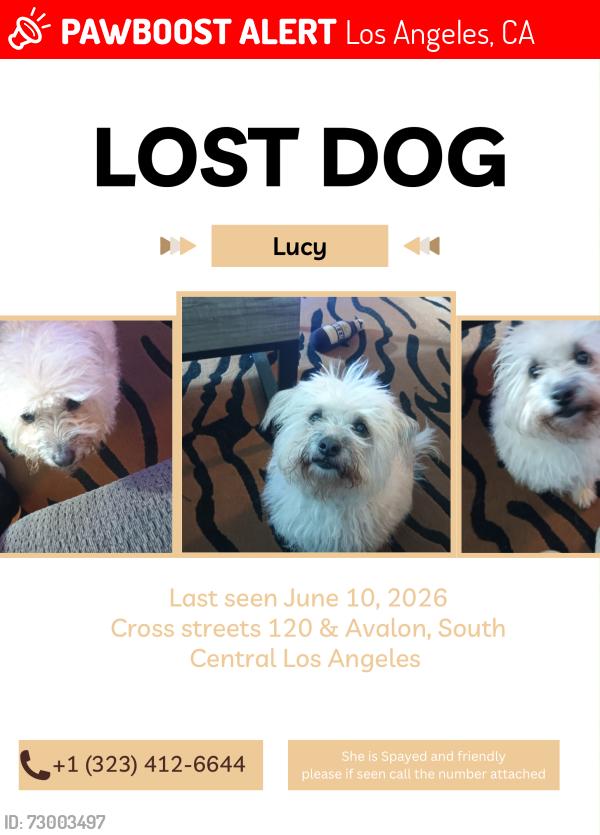 Lost Female Dog last seen 120th and Avalon, Los Angeles, CA 90061