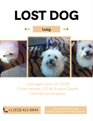 Lost Female Dog last seen 120th and Avalon, Los Angeles, CA 90061