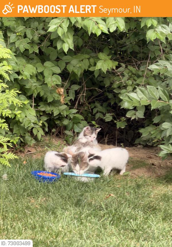 Found/Stray Unknown Cat last seen 600E, Seymour, IN 47274