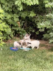Found/Stray Unknown Cat last seen 600E, Seymour, IN 47274