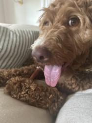 Reunited Female Dog last seen The Ridge Nature Preserve , Fayetteville, GA 30215