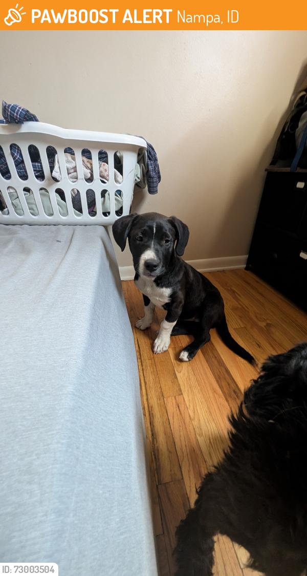 Found/Stray Female Dog last seen Happy valley between Amity and greenhurst, Nampa, ID 83687