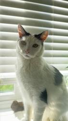 Reunited Male Cat last seen Turnmill avenue , Springfield, England MK6 3JW