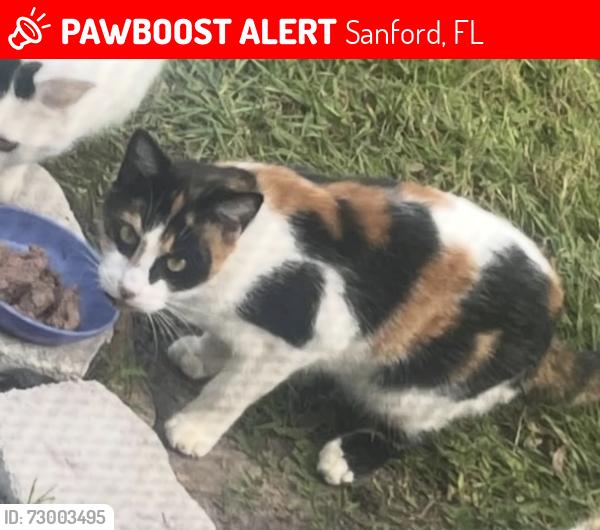 Lost Female Cat last seen 18th block behind Sanford Middle School, Sanford, FL 32771