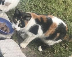 Lost Female Cat last seen 18th block behind Sanford Middle School, Sanford, FL 32771
