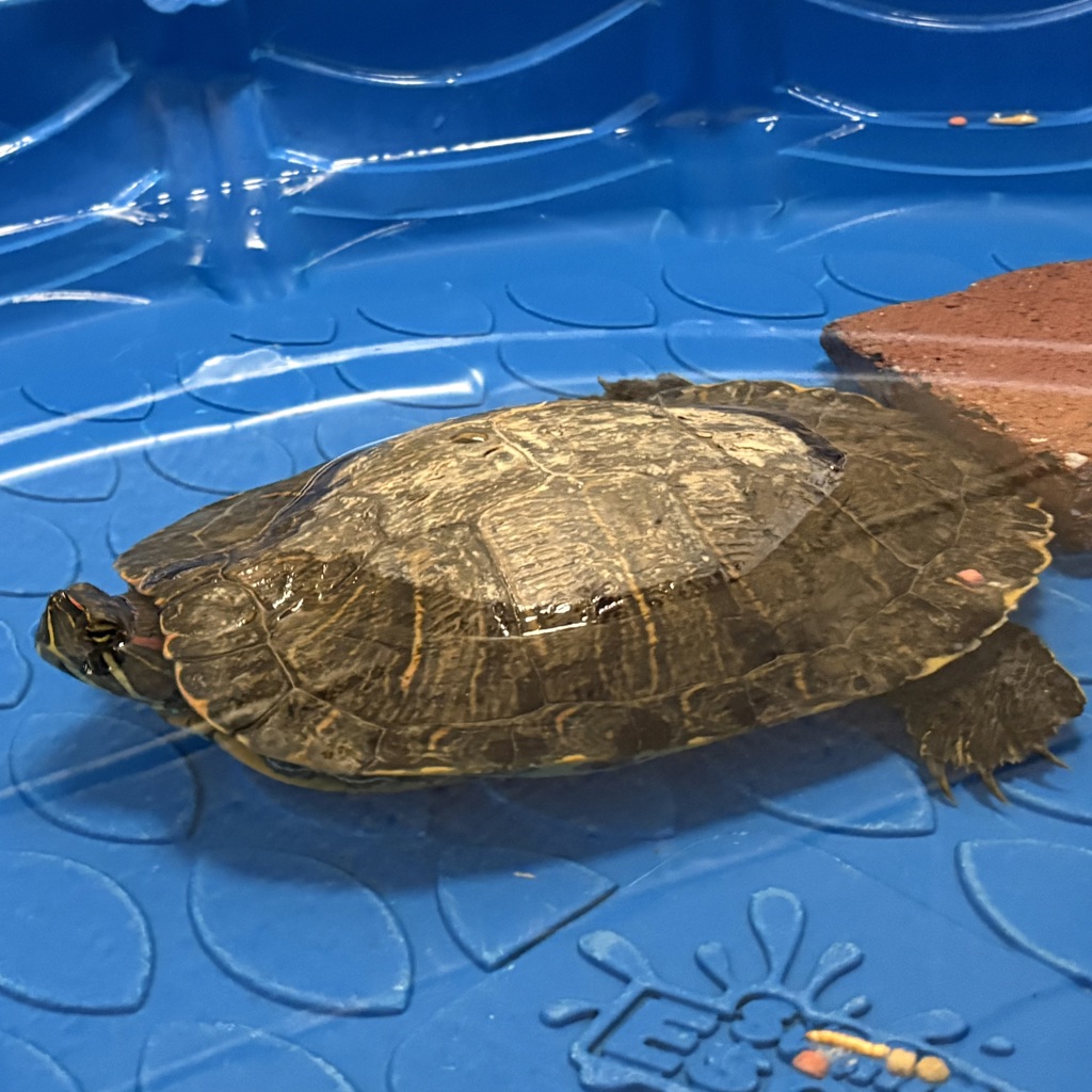Shelter Stray Female Reptile last seen Near W 14600 S, Bluffdale, UT, 84065, 511 W 3900 S, Salt Lake City, UT 84123, USA