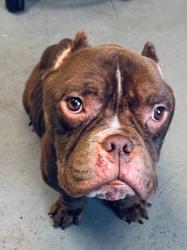 Shelter Stray Male Dog last seen Near W Fayette Avenue, SALT LAKE CITY, UT, 84101, 511 W 3900 S, Salt Lake City, UT 84123, USA