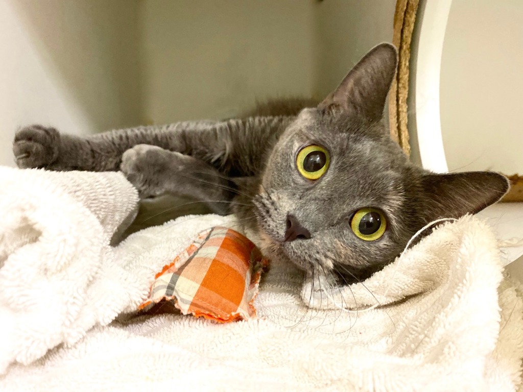 Shelter Stray Female Cat last seen Near E 168 Street, BRONX, NY, 10456, 326 E 110th St, New York, NY 10029, USA