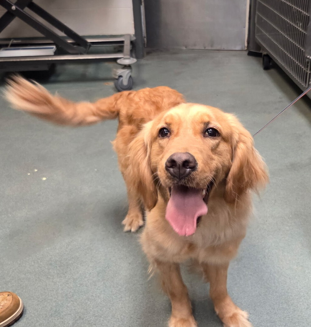 Shelter Stray Female Dog last seen found near church on the rock off six forks RD, RALEIGH, NC, 27616, 820 Beacon Lake Dr, Raleigh, NC 27610, USA