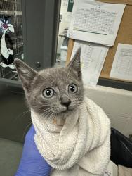 Shelter Stray Male Cat last seen piney Grove Wilbon and Burt Rd, FUQUAY VARINA, NC, 27526, 820 Beacon Lake Dr, Raleigh, NC 27610, USA