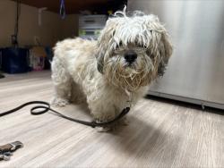 Shelter Stray Male Dog last seen Near Paseo Corono, Carlsbad, CA, 92009, Oceanside, CA 92058, USA