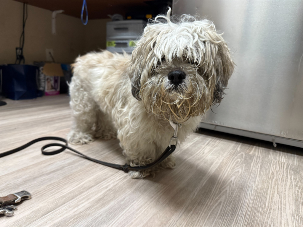 Shelter Stray Male Dog last seen Near Paseo Corono, Carlsbad, CA, 92009, Oceanside, CA 92058, USA