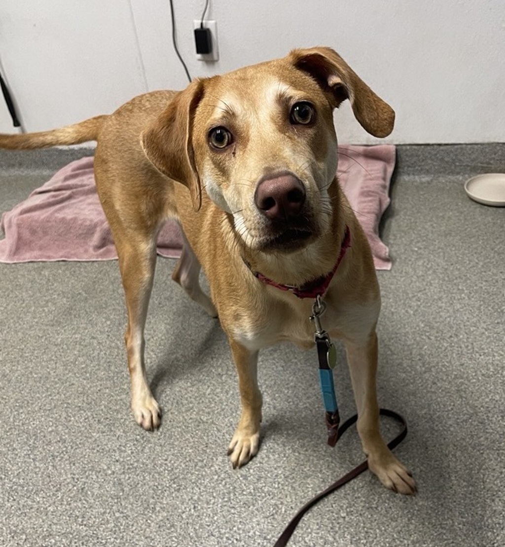 Shelter Stray Male Dog last seen Near Mira Lago Terrace, San Diego, CA, 92131, Escondido, CA 92027, USA