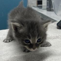 Shelter Stray Female Cat last seen E Mission Avenue, Escondido, CA, 92027, Escondido, CA 92027, USA