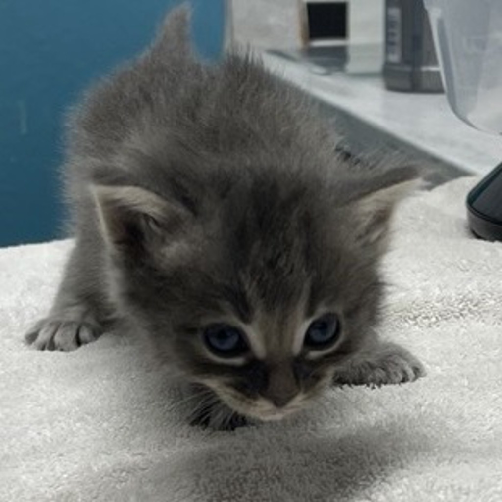 Shelter Stray Female Cat last seen E Mission Avenue, Escondido, CA, 92027, Escondido, CA 92027, USA