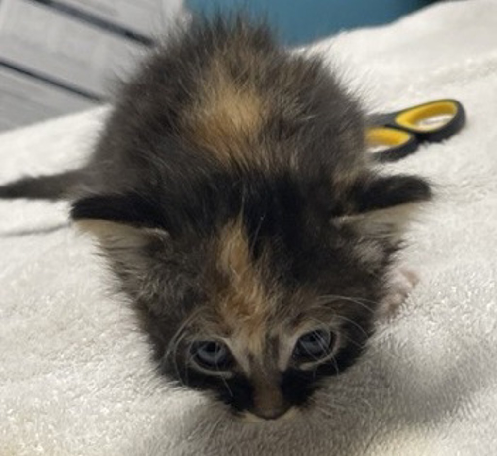 Shelter Stray Female Cat last seen E Mission Avenue, Escondido, CA, 92027, Escondido, CA 92027, USA