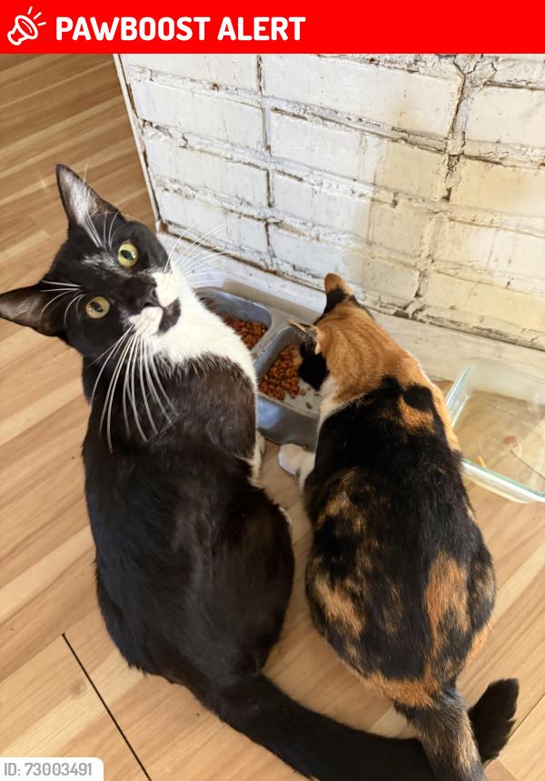 Lost Male Cat last seen Larkfield , Larkfield-Wikiup, CA 95403
