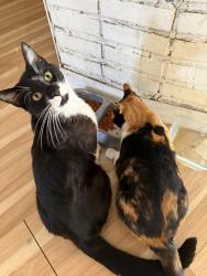 Lost Male Cat last seen Larkfield , Larkfield-Wikiup, CA 95403