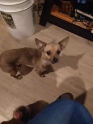 Lost Female Dog last seen Evans  st n Meinig ave n Van Fleet ave, Sandy, OR 97009