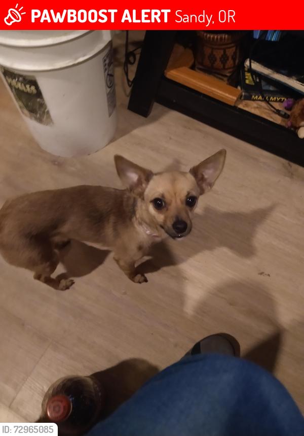 Lost Female Dog last seen Evans  st n Meinig ave n Van Fleet ave, Sandy, OR 97009