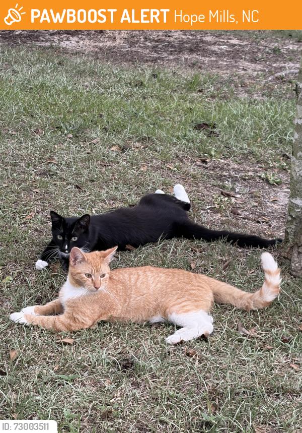 Found/Stray Male Cat last seen Near baldwin elementary school i, Hope Mills, NC 28348