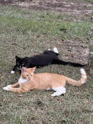 Found/Stray Male Cat last seen Near baldwin elementary school i, Hope Mills, NC 28348