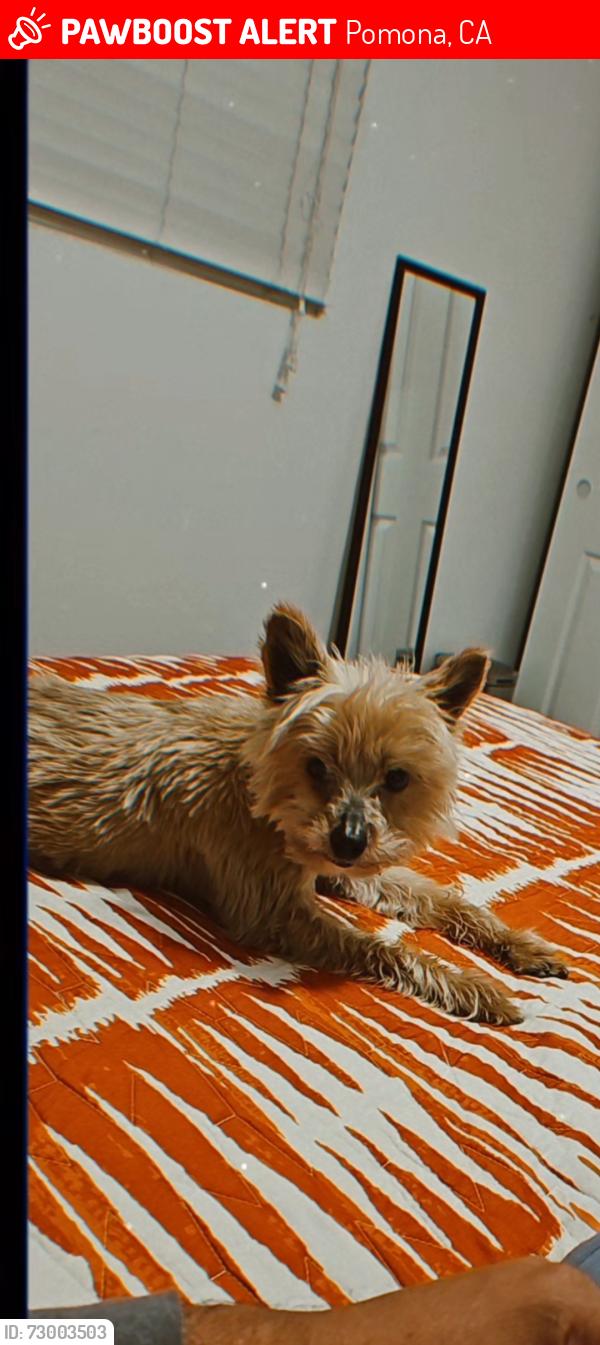 Lost Male Dog last seen Grand and Dorset in pomona, Pomona, CA 91762