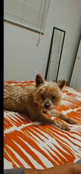 Lost Male Dog last seen Grand and Dorset in pomona, Pomona, CA 91762