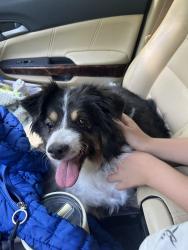 Reunited Female Dog last seen 85th and Euclid, Kansas City, MO 64132