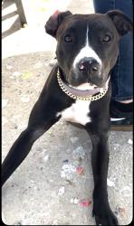 Reunited Female Dog last seen Hull and Kst, Oxnard, CA 93030