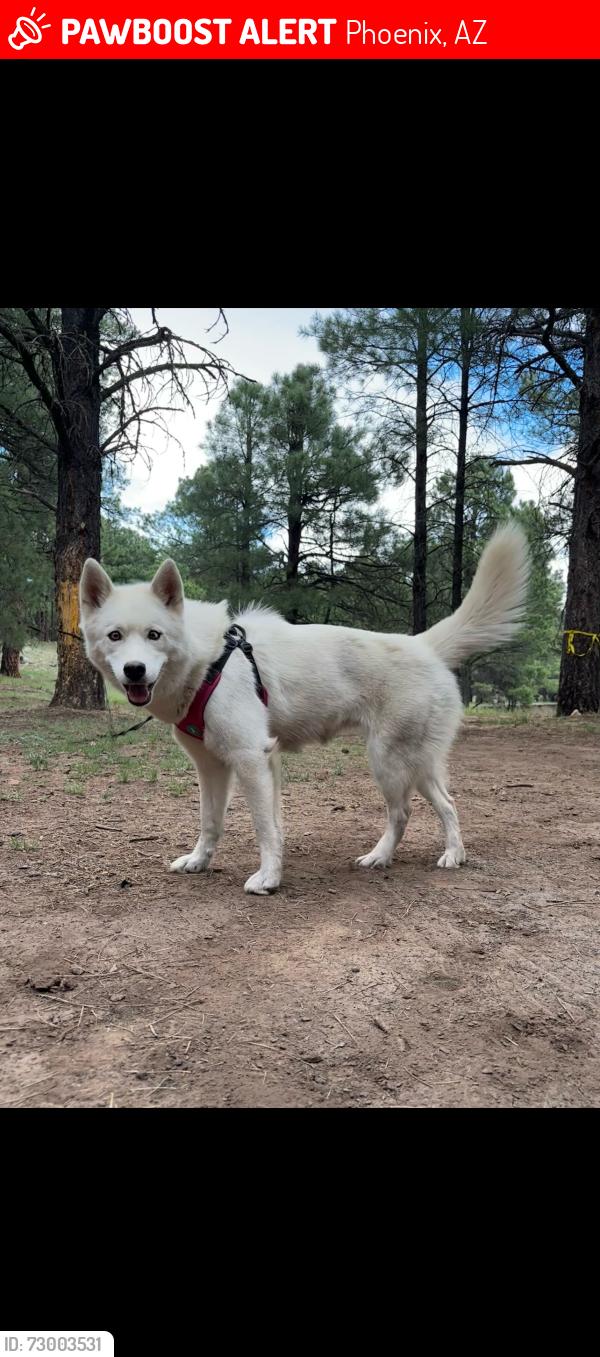 Lost Female Dog last seen Cave creek and Beardsley , Phoenix, AZ 85050