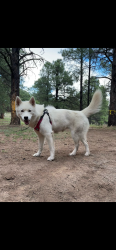 Lost Female Dog last seen Cave creek and Beardsley , Phoenix, AZ 85050