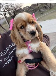 Reunited Female Dog last seen Near Jay St, White Settlement, TX 76108, USA, White Settlement, TX 76108