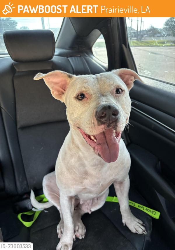 Found/Stray Female Dog last seen Joe severio, Prairieville, LA 70769
