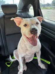 Found/Stray Female Dog last seen Joe severio, Prairieville, LA 70769