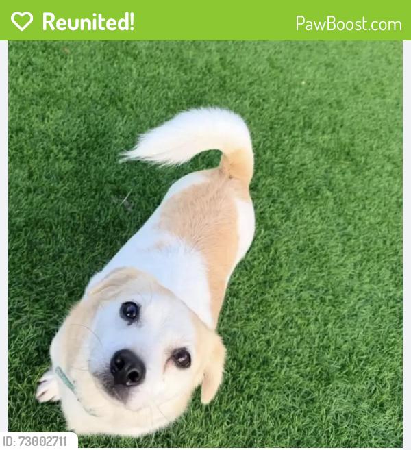 Reunited Male Dog last seen Tamarron Trce, Fulshear, TX, 美国, Fulshear, TX 77494