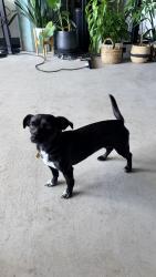 Lost Female Dog last seen San Leandro Marina Park, San Leandro, CA 94577