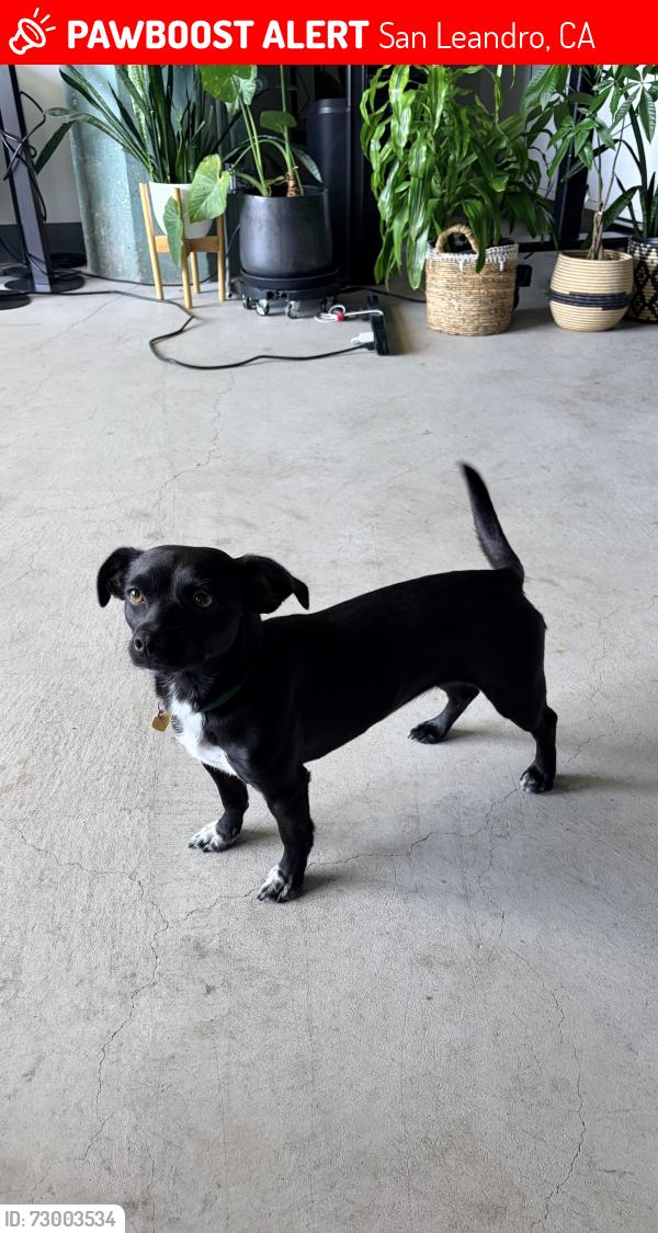 Lost Female Dog last seen San Leandro Marina Park, San Leandro, CA 94577