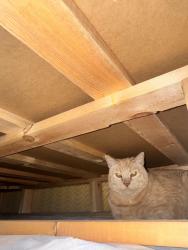 Reunited Male Cat last seen 27th st and pacific ave , Manhattan Beach, CA 90266