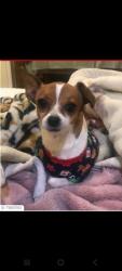 Reunited Female Dog last seen Bradford , Pomona, CA 91767