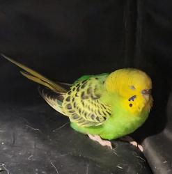 Found/Stray Unknown Bird last seen 56th and Ovid, Des Moines, IA 50310
