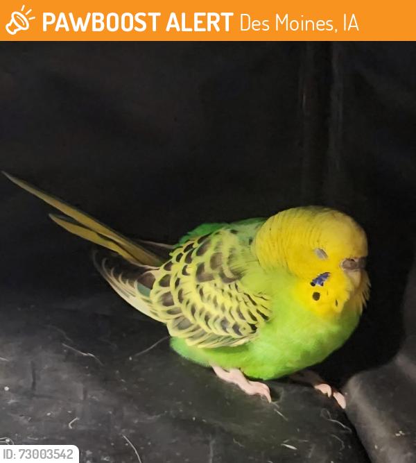 Found/Stray Unknown Bird last seen 56th and Ovid, Des Moines, IA 50310