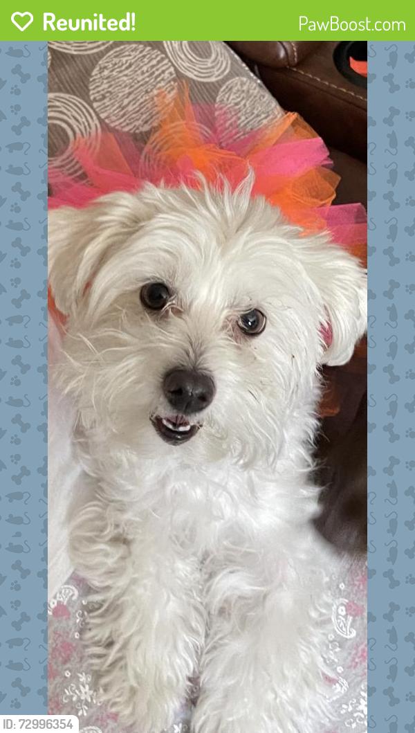 Reunited Female Dog last seen Harrison Park . Lincoln and Harrison st , Riverside, CA 92503