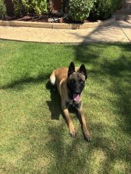 Reunited Male Dog last seen Curren school, Oxnard, CA 93030