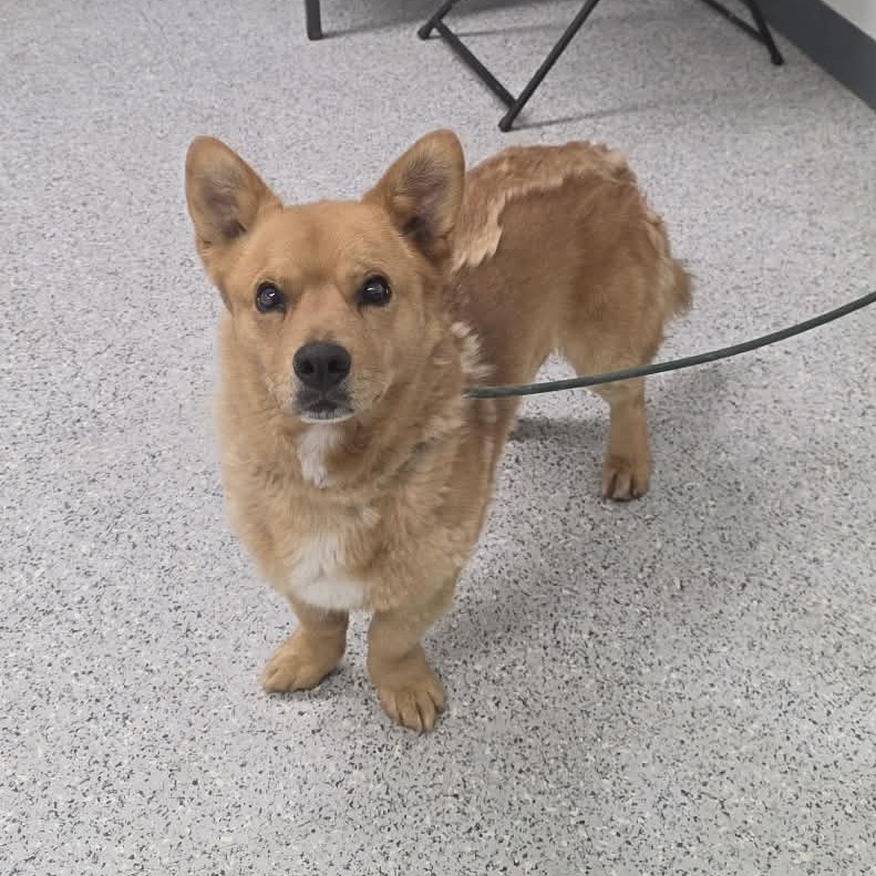Shelter Stray Male Dog last seen , 5801 Graye Ln, Caldwell, ID 83607, USA