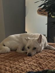 Reunited Male Dog last seen near blackies field , Tiburon, CA 94920